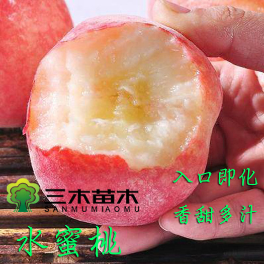 平邑县水蜜桃苗 香甜多汁