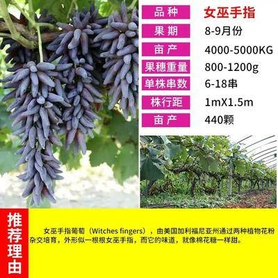 平邑县女巫指葡萄苗 品种，自然无核，甜度高，基地直供