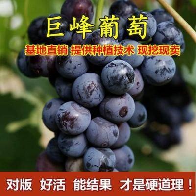 平邑县巨峰葡萄苗大蓝宝石葡萄树苖果树果苗南北方种植爬藤盆栽当年结果