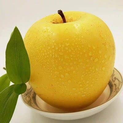 平邑县维娜斯黄金苹果树苗 维纳斯黄金苹果苗 金黄，脆甜，甜度高，基地直供，品质保证