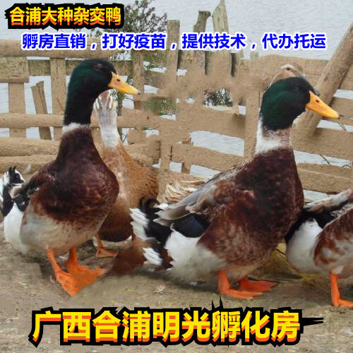 南宁郊区杂交鸭苗，养殖55天均重3公斤左右的，品种纯正，杜绝假苗