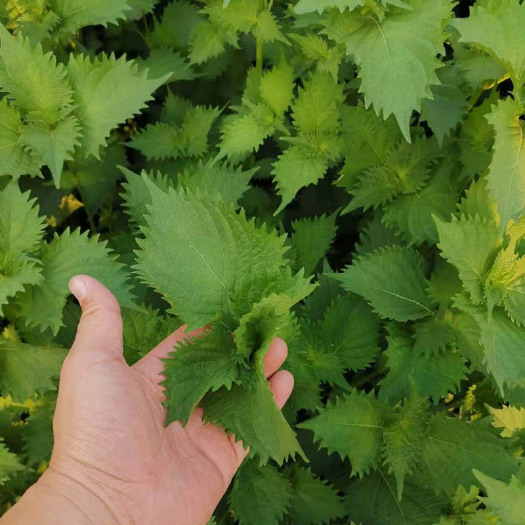 济南锯齿紫苏种子全绿 植株高生鱼片西餐专用味道浓郁春秋四季种植