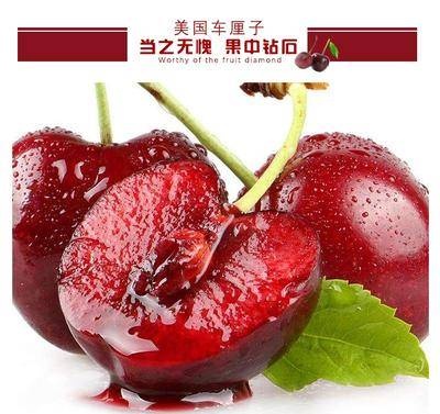 平邑县美国一号樱桃苗 美国一号，大车厘子，甜度高，基地直供