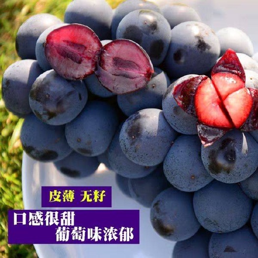 平邑县夏黑葡萄苗 夏黑，产量高，甜度高，适应性强，可规模种植