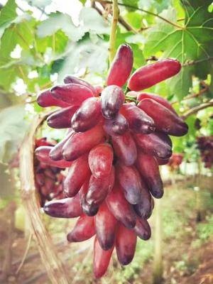 平邑县 葡之梦葡萄苗 形状好看，无核，甜度高，耐运输