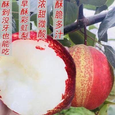 平邑县早酥红梨苗，彩虹梨，颜色外观好看，果肉细腻