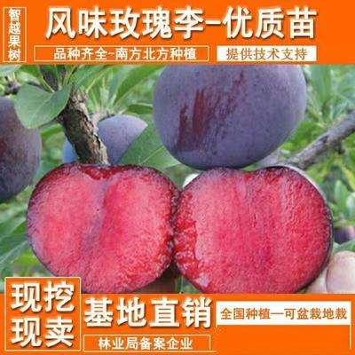 平邑县风味玫瑰李子苗 风味独特，甜度高，果肉颜色红润，基地直供