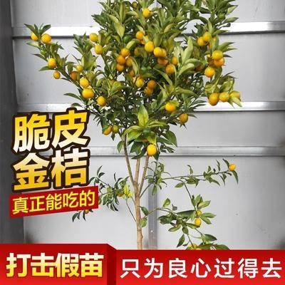 平邑县脆密金桔苗  脆皮金桔苗 脆皮金桔，可以带皮吃的金桔，带果发货
