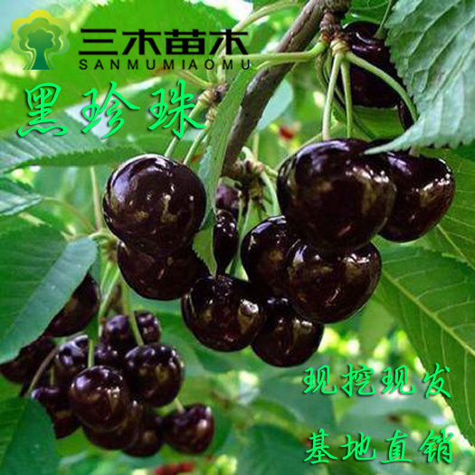 平邑县黑珍珠苗  黑珍珠车厘子苗 樱桃苗