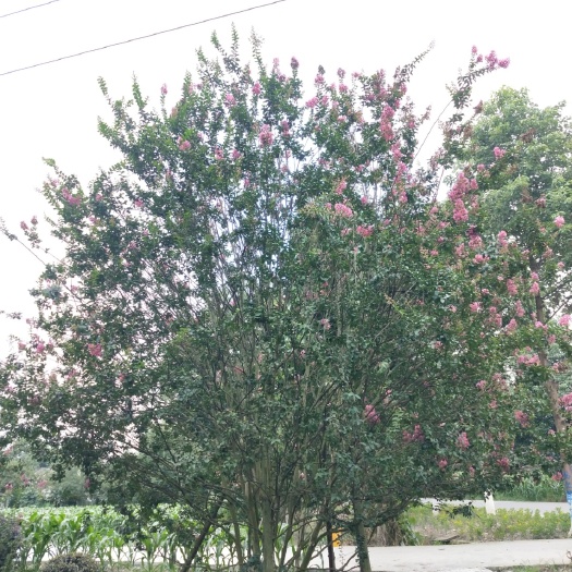 成都 紫薇树价格 成都紫薇苗木供应 绿化苗木紫薇报价