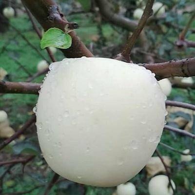 平邑县 奶油富士苹果苗 奶油苹果。颜色独特。脆甜可口，基地直供