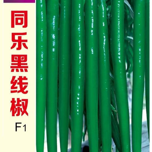 天津同乐黑线椒墨绿椒黑条椒高产线椒种子辣椒种子每袋1000粒包邮