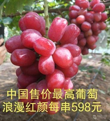平邑县浪漫红颜葡萄苗 颜色红润，光泽靓丽，甜度高，品质优，基地直供