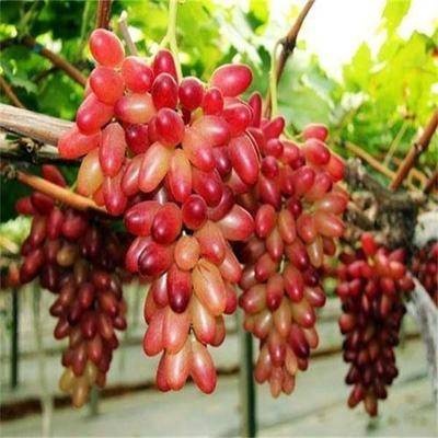 平邑县美人指葡萄苗 皮薄无籽，甜度高，品质佳，可规模种植
