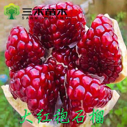 平邑县 大红袍石榴苗 甜度高