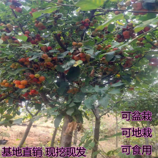 平邑县苹果树苗  冬红果南北方可种植 可地栽可盆栽可食用耐寒耐旱易种植