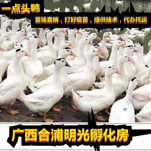南宁 精品一点黑鸭苗（m18）质量好，免费打好疫苗，成活率98%