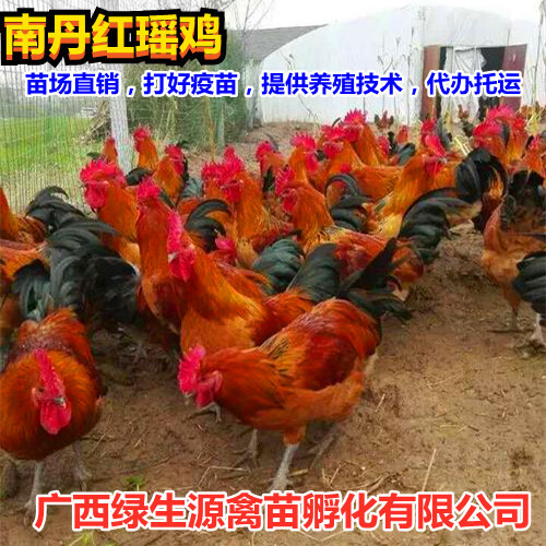 南宁红瑶鸡苗。苗场直供，打好马立克疫苗成活率99％公母均重3公斤