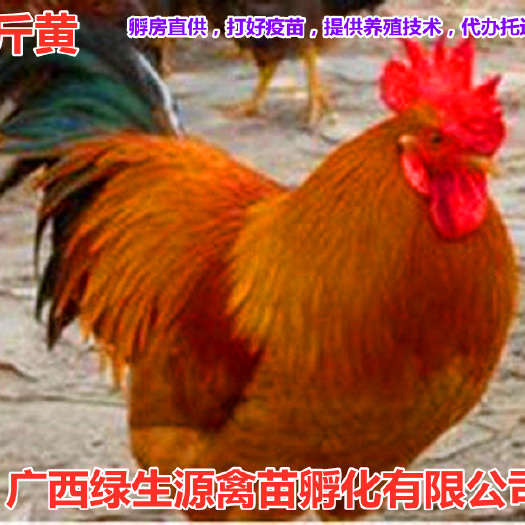 南宁三黄鸡苗  九斤黄鸡苗。苗场直销，质量保证，以交了保证金，量大从优