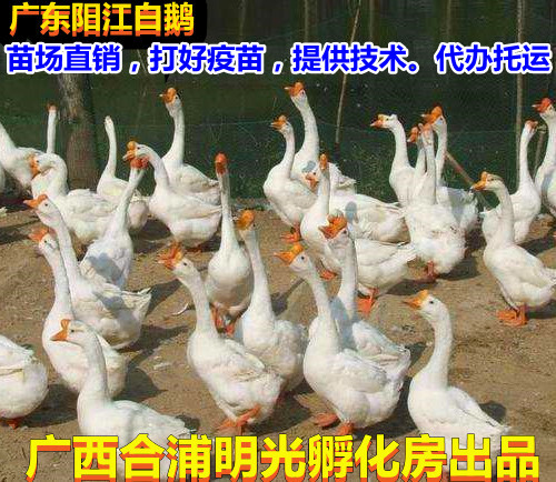 南宁三花白鹅苗，打好小鹅瘟，痛风疫苗，提供养殖技代办托运