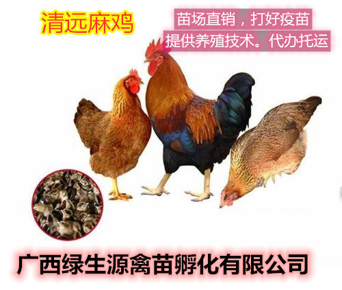 南宁清远麻鸡苗，苗场直供，保证质量，以交保证金，成活率98％