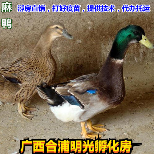 南宁精品麻鸭苗，孵房直供，包打疫苗，成活率98%.代办托运，