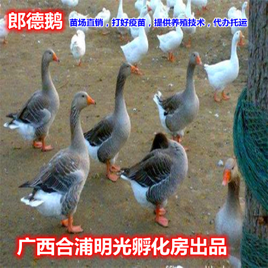 南宁朗德鹅苗  郎德鹅苗,打好小鹅瘟疫苗。养殖时间100天，均重12斤左右，