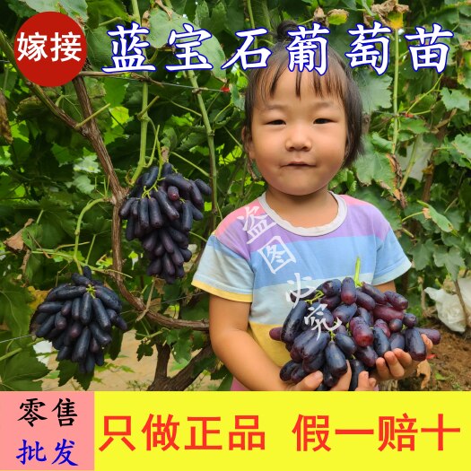平邑县 甜蜜蓝宝石葡萄苗 基地直销 品种纯正 当年结果 死苗补发