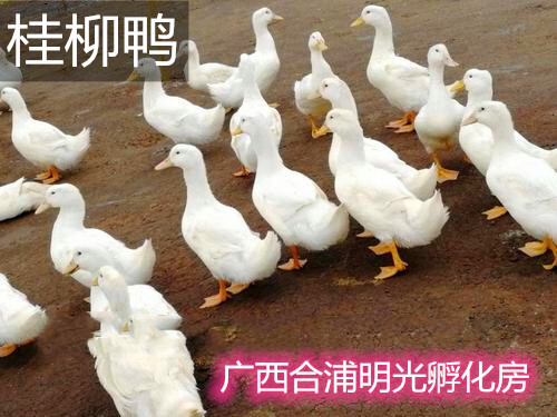 南宁桂柳鸭苗  桂柳白鸭苗，樱桃谷鸭苗，包打疫苗，包纯正，均重8斤左右