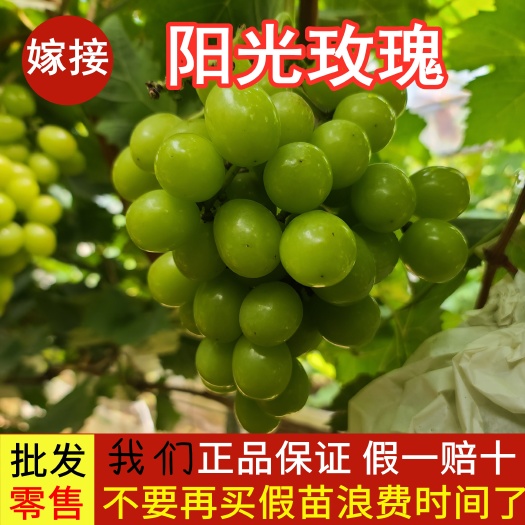 平邑县阳光玫瑰葡萄苗 阳光玫瑰 假一赔十 基地直销 脱毒嫁接苗南北方均可种植
