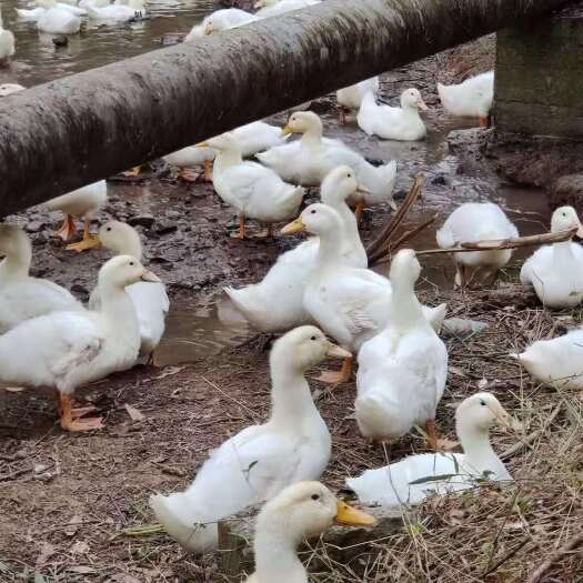 昆明桂柳鸭苗，孵化场直发，疫苗包打，成活率高，养殖经验
