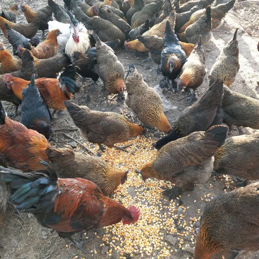 昆明乌骨鸡苗  云南本地土鸡苗 ，孵化场直发，包打疫苗，成活高