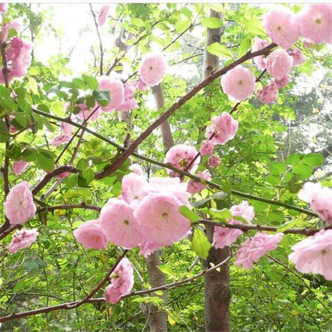  直销阳光樱花树，樱花树直销10公分高杆樱花树报价