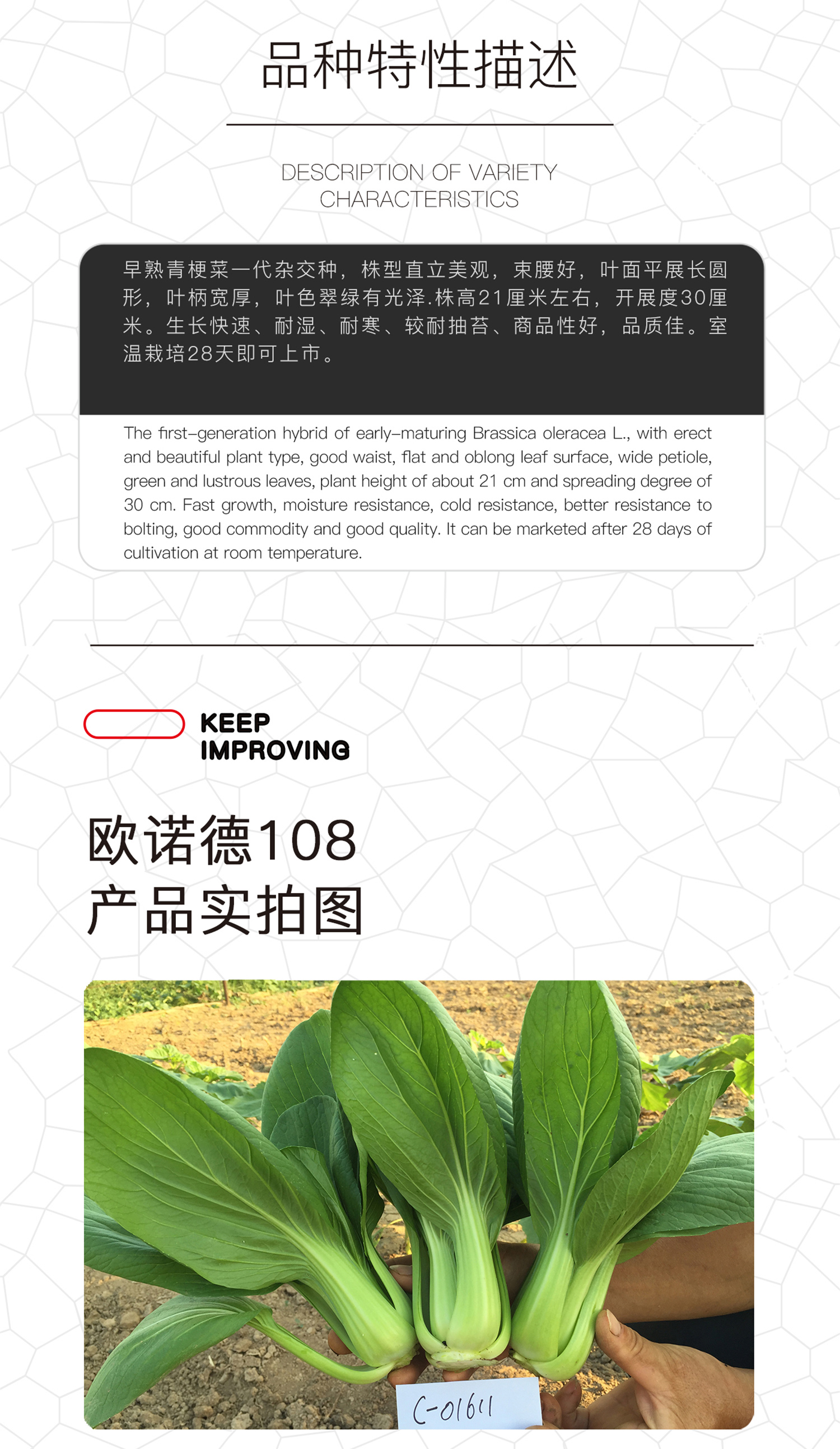  中科茂华蔬菜种子欧诺德108杂交青梗菜种子耐湿热油菜种子盆栽