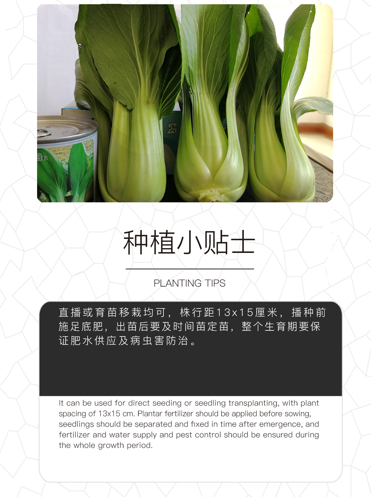  中科茂华蔬菜种子欧诺德108杂交青梗菜种子耐湿热油菜种子盆栽