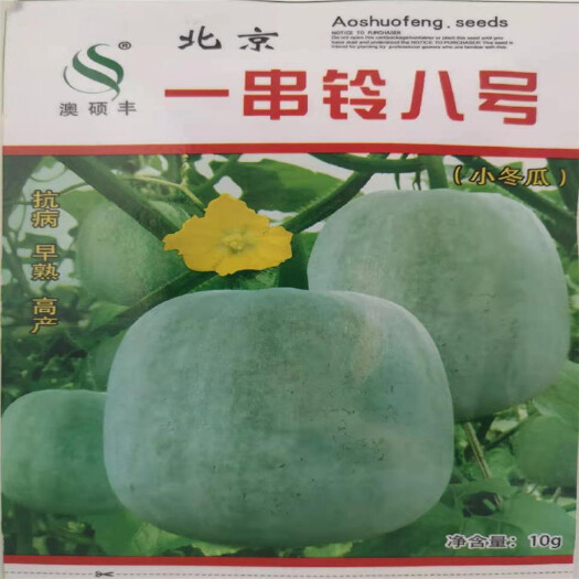 济南北京一串玲小冬瓜种子串玲八号耐寒粉皮实心迷你冬瓜四季农家
