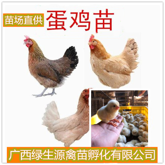 南宁海兰蛋鸡苗 。 蛋鸡精品，母鸡3.2斤，年产蛋高达320只，