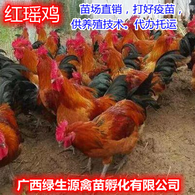 南宁 家禽精品红肉鸡苗，打好疫苗，代办托运，养殖技术指导，包路损，