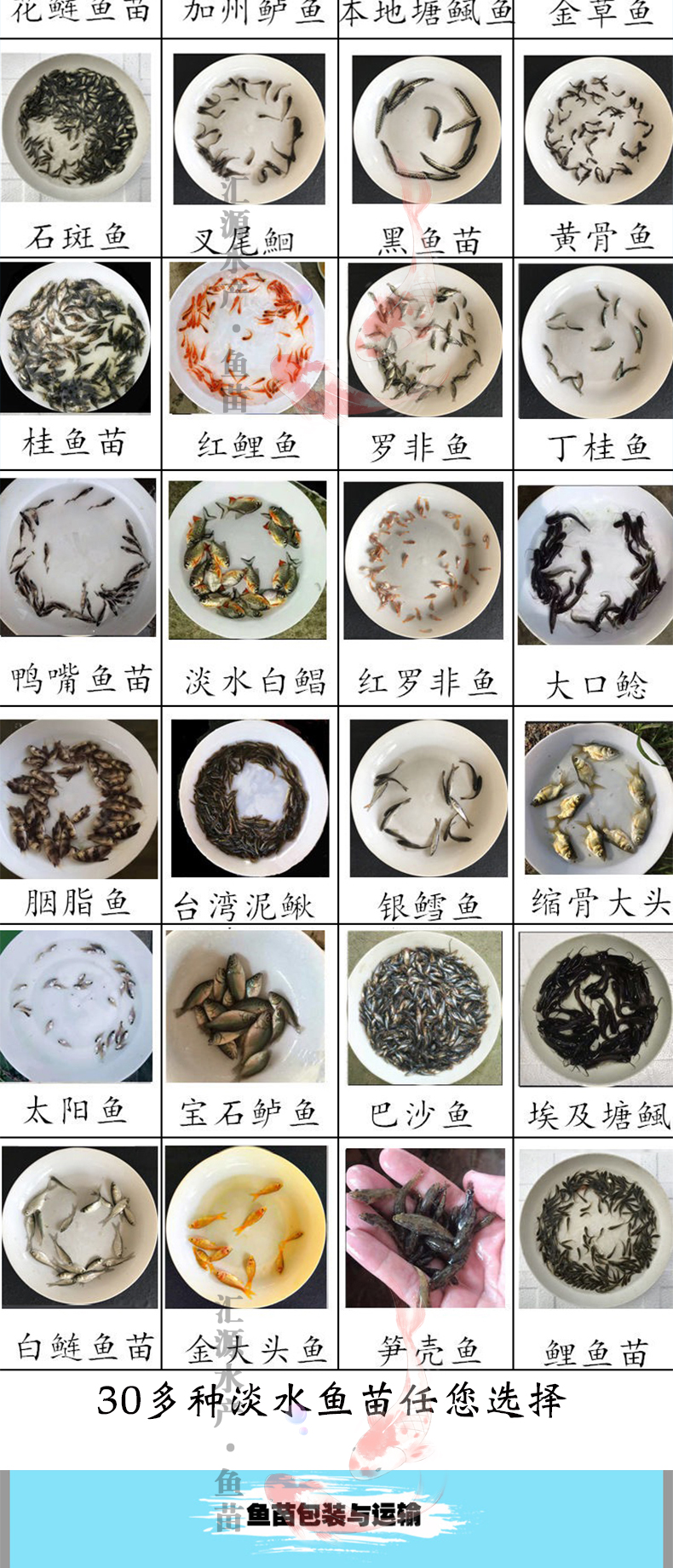 优质加州鲈鱼苗淡水养殖宝石鲈大口黑鲈鱼水花鲈鱼苗基地直销