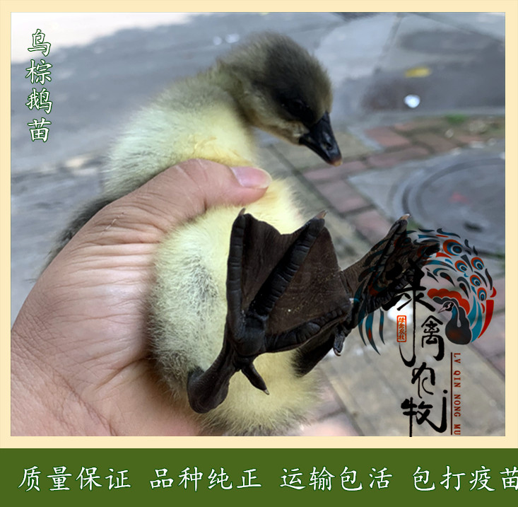 广州 黑棕鹅苗-清远鹅苗-乌棕鹅苗-黑脚鹅苗-广东三大名之一