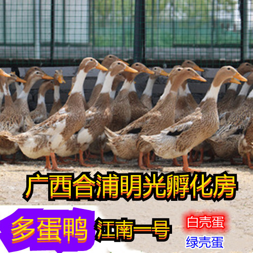 南宁多蛋鸭苗。好养，产蛋高，产蛋时间长，一年能下180枚左