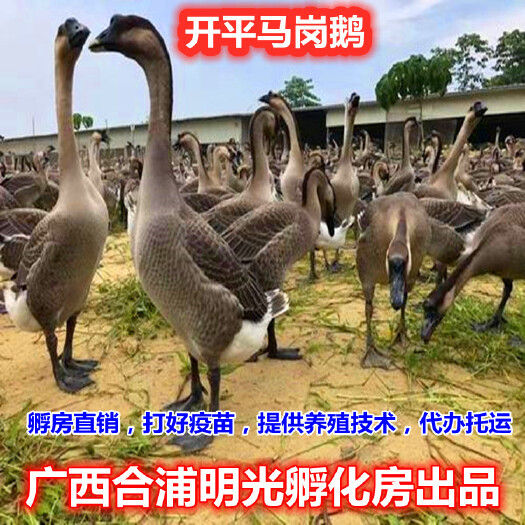 南宁马岗鹅苗  好养，烤鹅佳品。产品纯正，成年鹅均重8斤左右