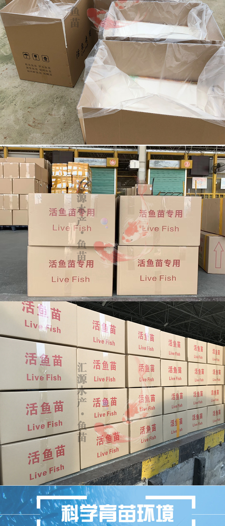 优质加州鲈鱼苗淡水养殖宝石鲈大口黑鲈鱼水花鲈鱼苗基地直销