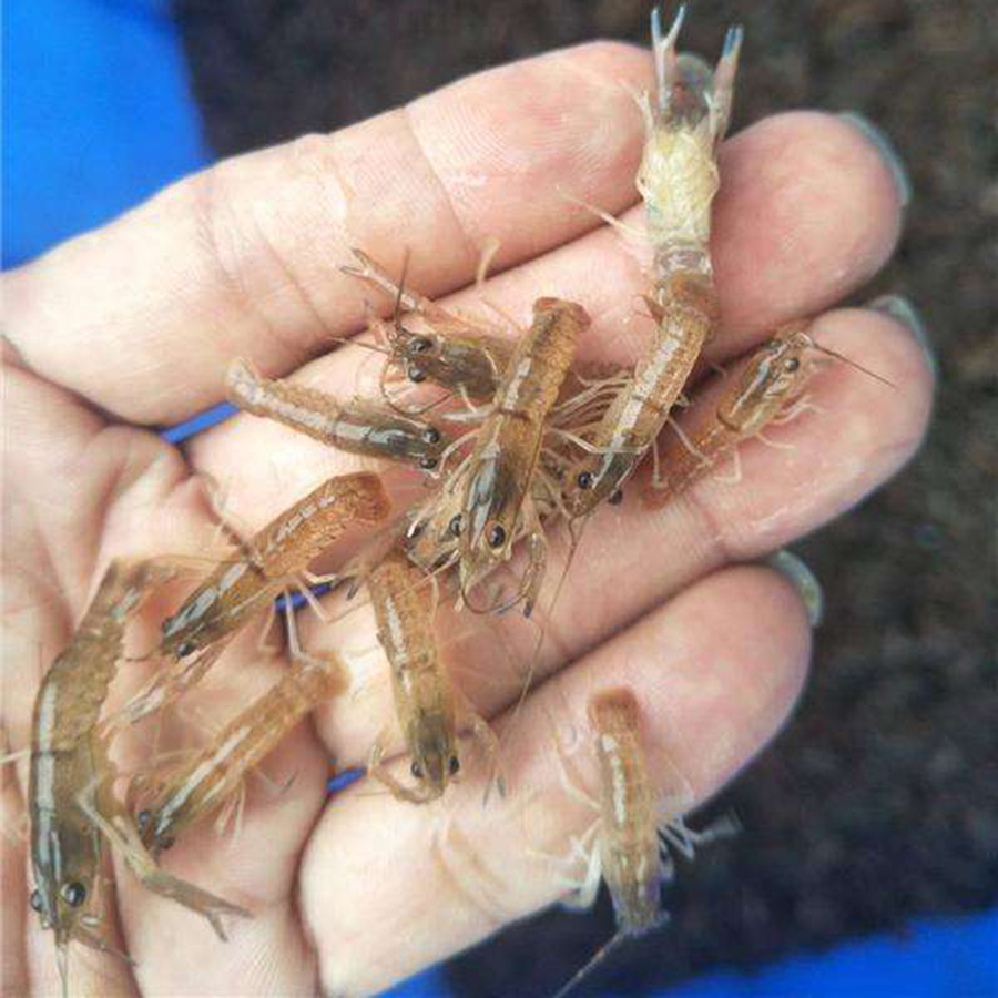 鱼场直供快大澳洲淡水龙虾苗供应良种小龙虾苗全国包邮发货