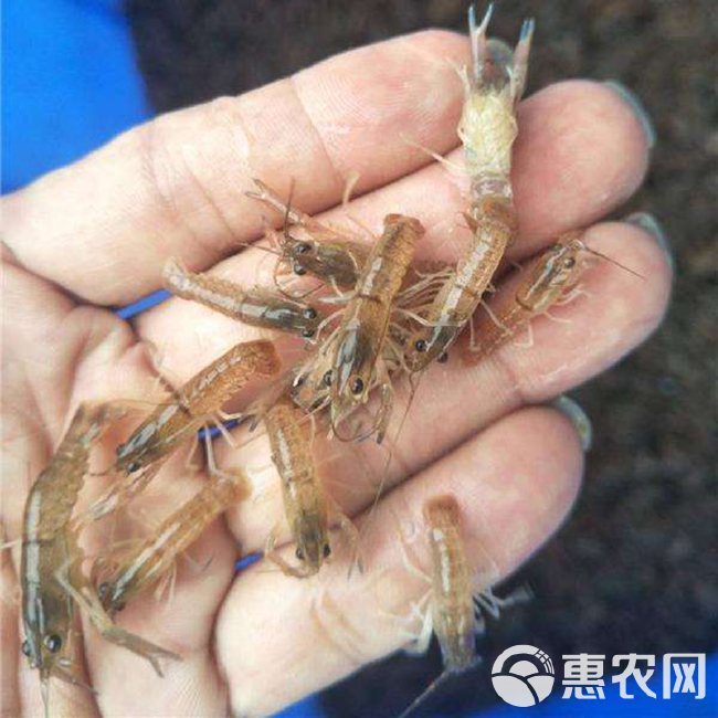 鱼场直供快大澳洲淡水龙虾苗供应良种小龙虾苗全国包邮发货