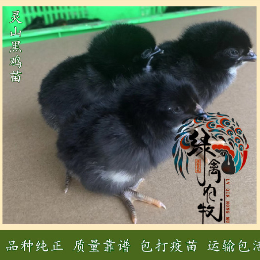 广州 灵山黑土鸡苗-黑土鸡苗-灵山黑1.5母苗-质量保证