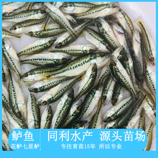 广州加州鲈鱼苗，宝石鲈鱼，翘嘴鲈