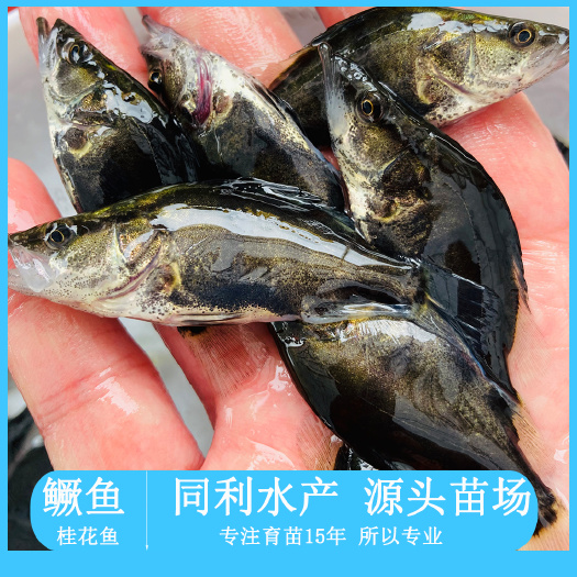 广州桂鱼苗快大翘嘴鳜路亚桂鱼鳜鱼苗