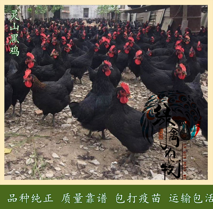  灵山黑土鸡苗-黑土鸡苗-灵山黑1.5母苗-质量保证