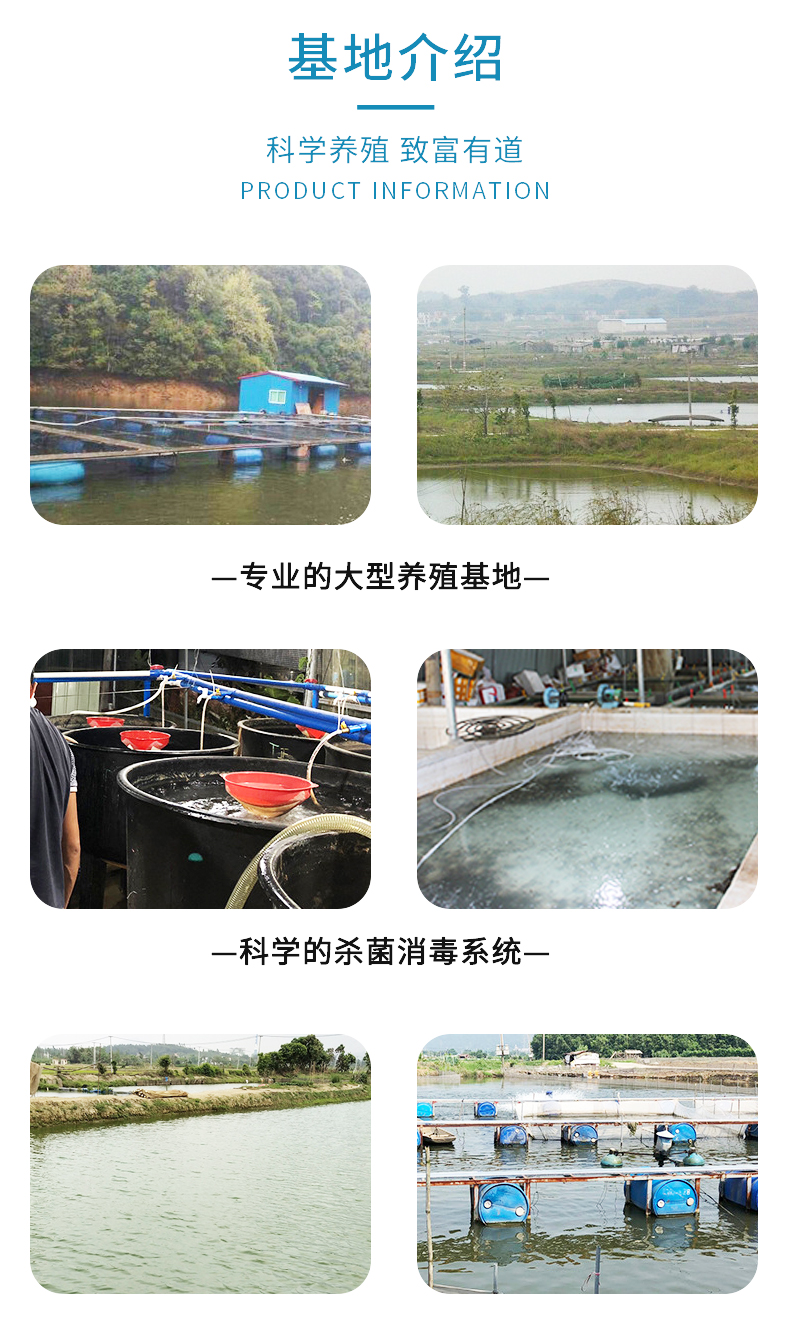 廣東漁場直銷優(yōu)鱸5號加州鱸魚苗淡水鱸魚工廠化養(yǎng)殖技術提供指導